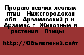 Продаю певчих лесных птиц - Нижегородская обл., Арзамасский р-н, Арзамас г. Животные и растения » Птицы   